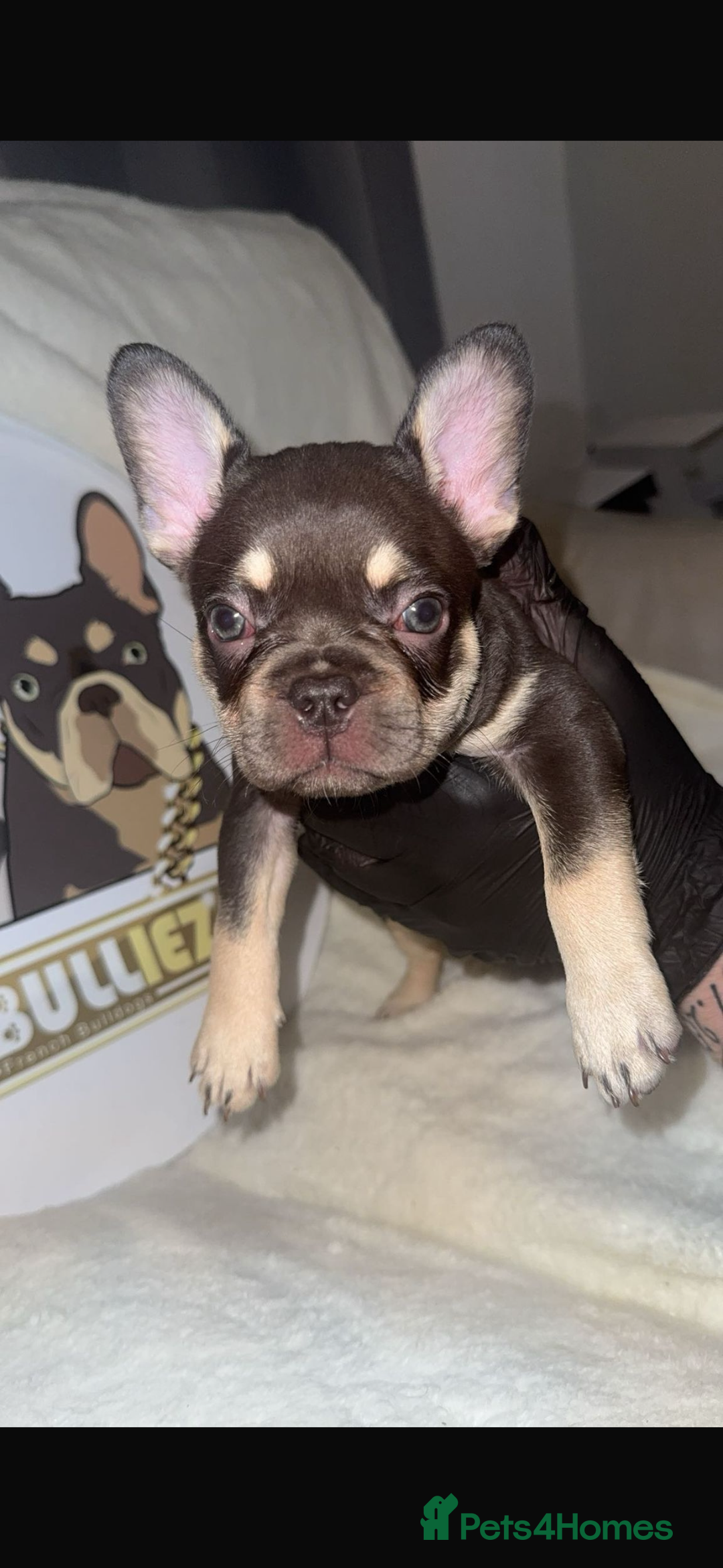 French Bulldog dogs for sale: French Bulldog puppies for sale - Image 4