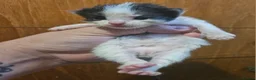 Mixed Breed cats for sale: 2 male kittens  - Advert 3