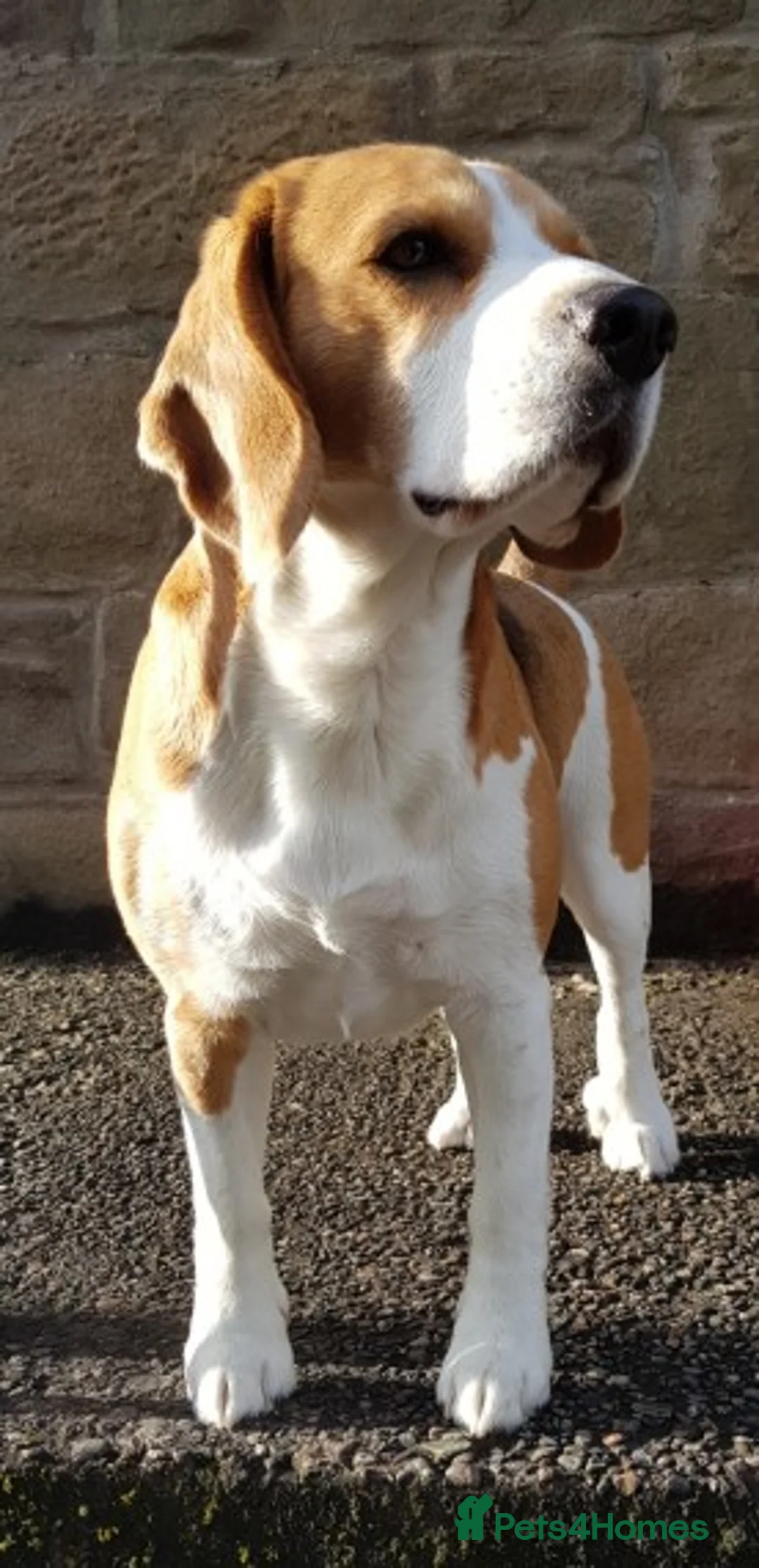 Beagle dogs for stud: Forrest the Beagle in Dundee - Advert 5