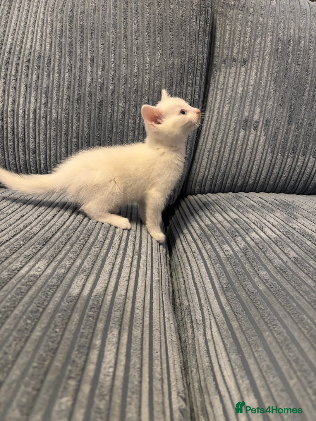 Mixed Breed cats for sale: Adorable Kittens for Sale - Advert 7