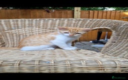 Domestic Shorthair cats for sale: Kittens in Oxford - Image 13