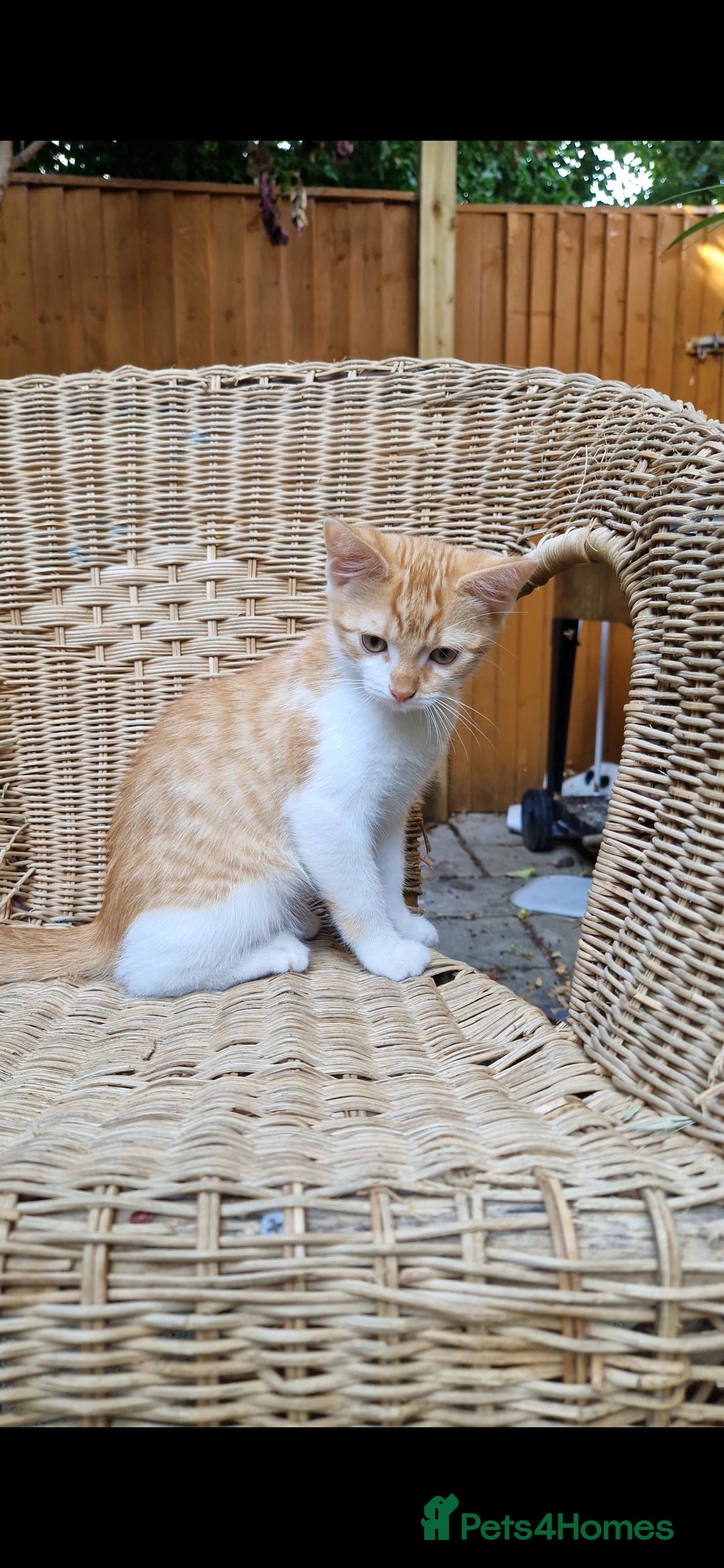 Domestic Shorthair cats for sale: Kittens in Oxford - Image 13