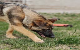 Mixed Breed dogs for adoption: 💖🐶 MOTI 🐶💖 - Image 11
