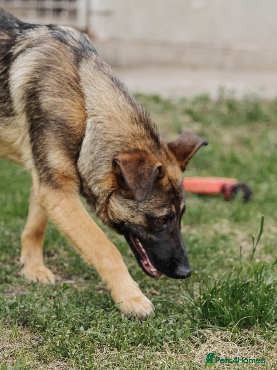 Mixed Breed dogs for adoption: 💖🐶 MOTI 🐶💖 - Image 11