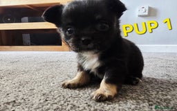 Chihuahua dogs for sale: Beautiful small.long haired chihuahua boys - Image 2