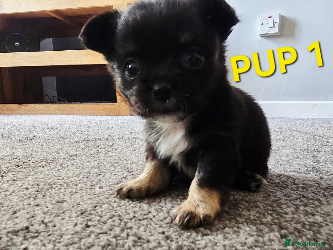Chihuahua dogs for sale: Beautiful small.long haired chihuahua boys - Image 2