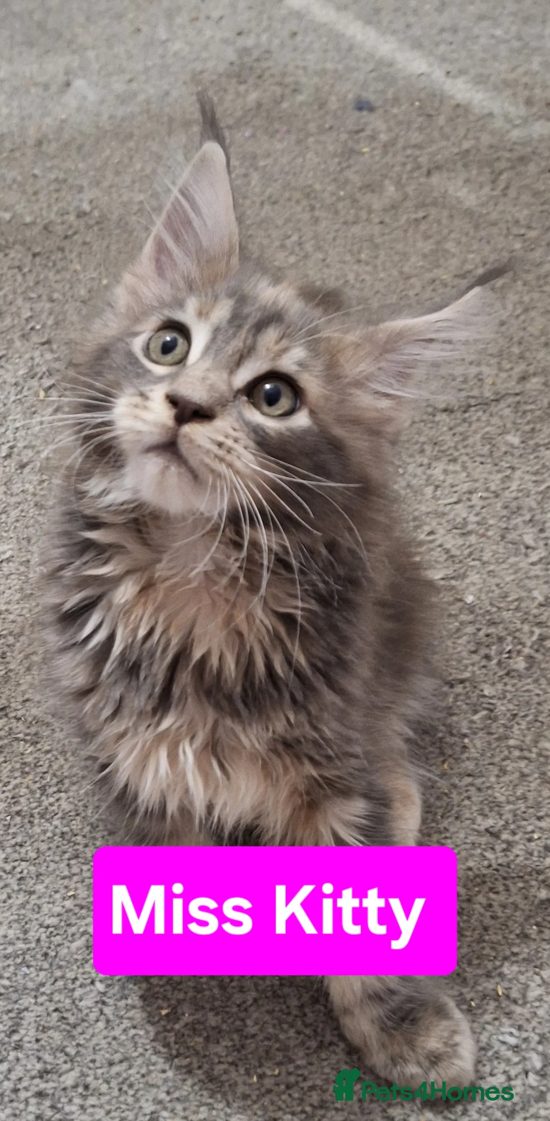 Maine Coon cats for sale: 😻1 Left  Ready Now Gorgeous Maine Coon Kitten 😻 - Advert 10