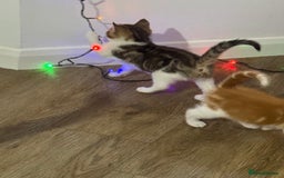 Mixed Breed cats for sale: Mixed breed Kittens  - Image 8