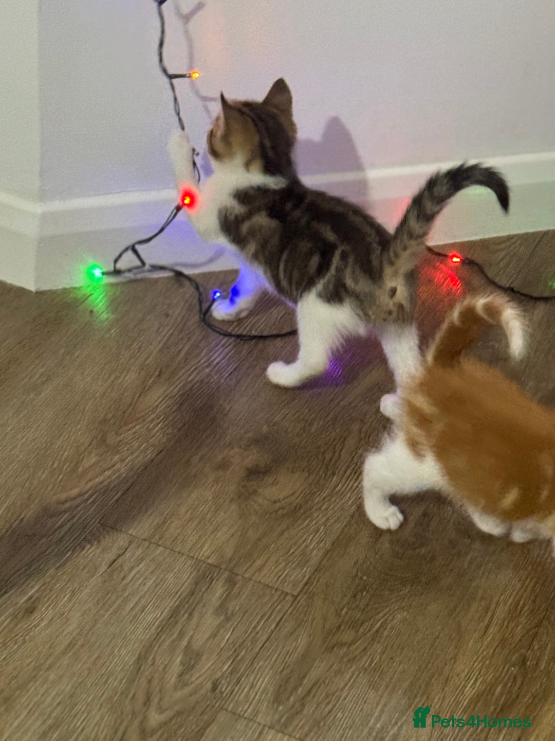 Mixed Breed cats for sale: Mixed breed Kittens  - Image 8