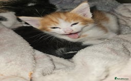 Mixed Breed cats for sale: Kittens are looking for homes  - Image 6