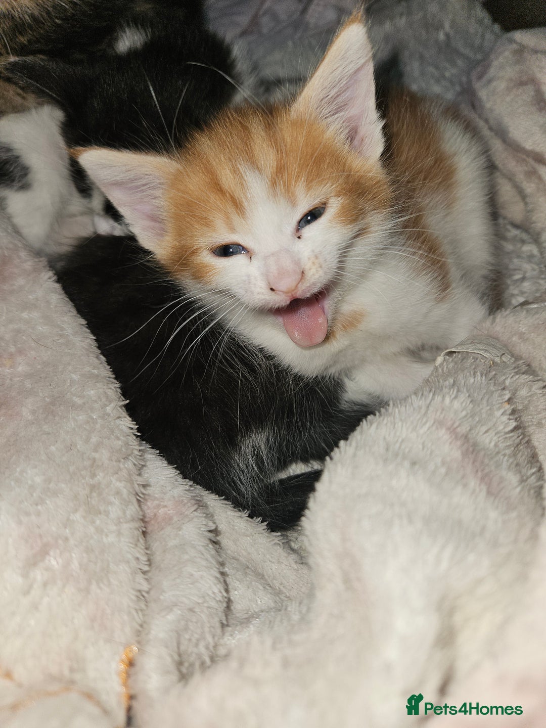 Mixed Breed cats for sale: Kittens are looking for homes  - Image 6