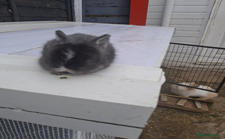 Lionhead rabbits - Advert 1