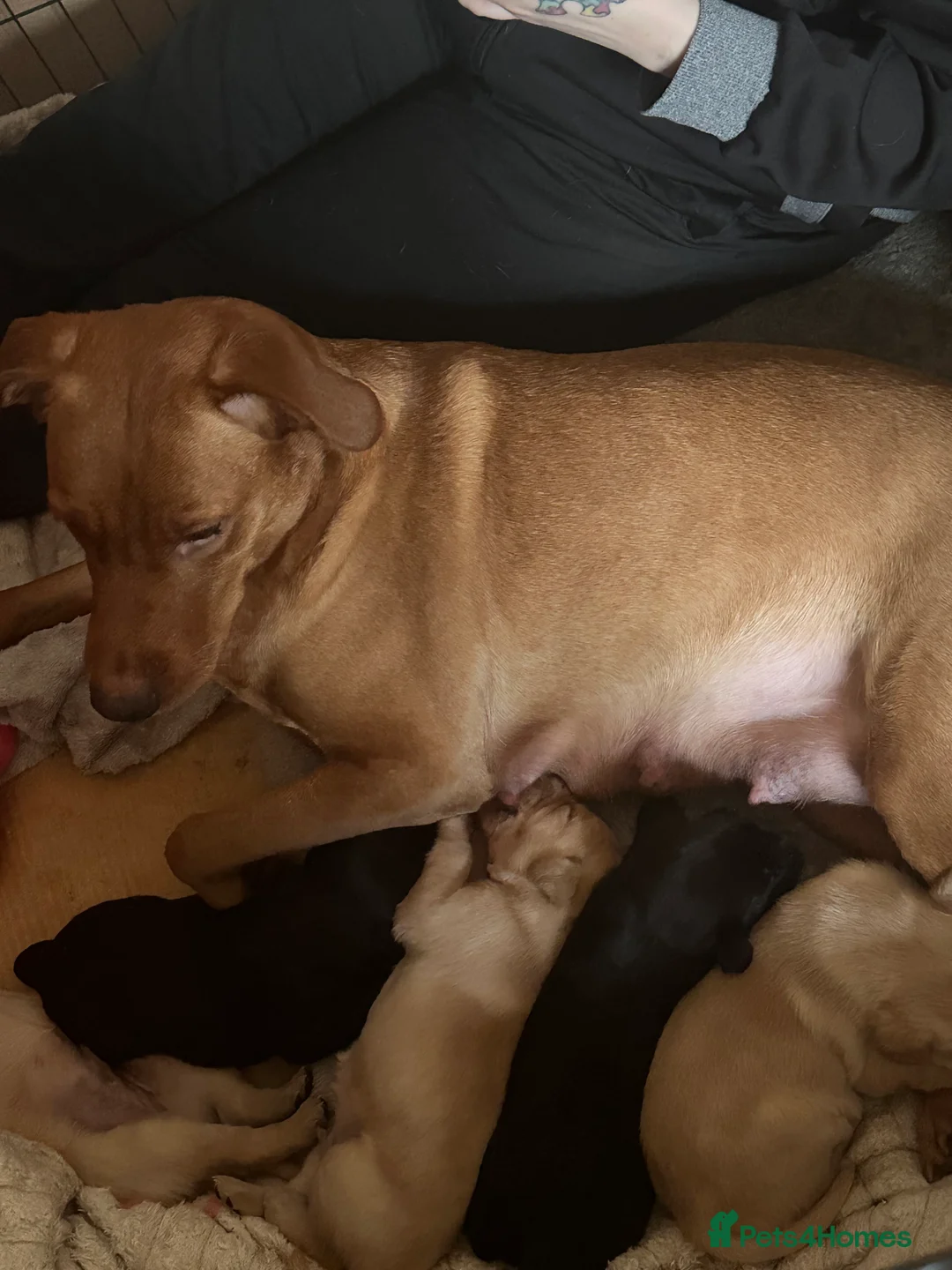 Labrador Retriever dogs for sale: Labrador puppies ready for forever homes - Advert 1