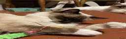 Ragdoll cats for sale: GCCF. Perfect Ragdolls ready to go. - Advert 18