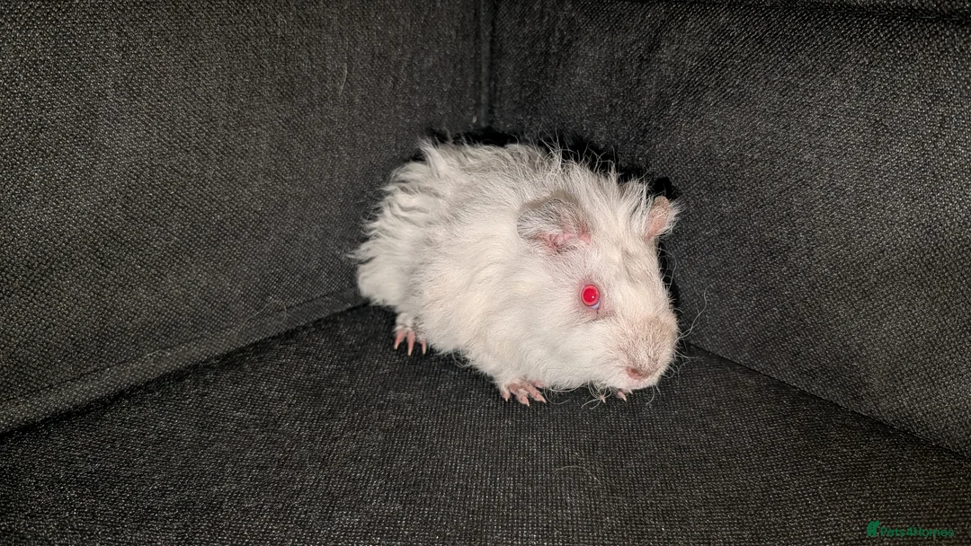 Guinea Pig rodents for sale: 3x Lunkarya Guinea Pigs - Advert 7