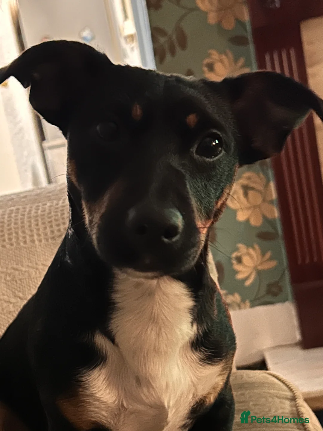 Jack Russell dogs for stud: Pure Male Jack Russell available for stud 🐶 in Holywell - Advert 6