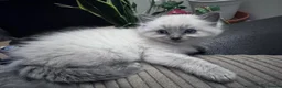 Mixed Breed cats for sale: Kittens - Advert 6