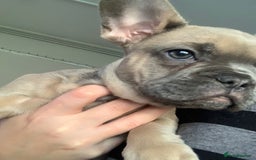 Pug dogs for stud: KC Reg Proven French Bulldog Lilac & Tan For Stud in Colchester - Image 25