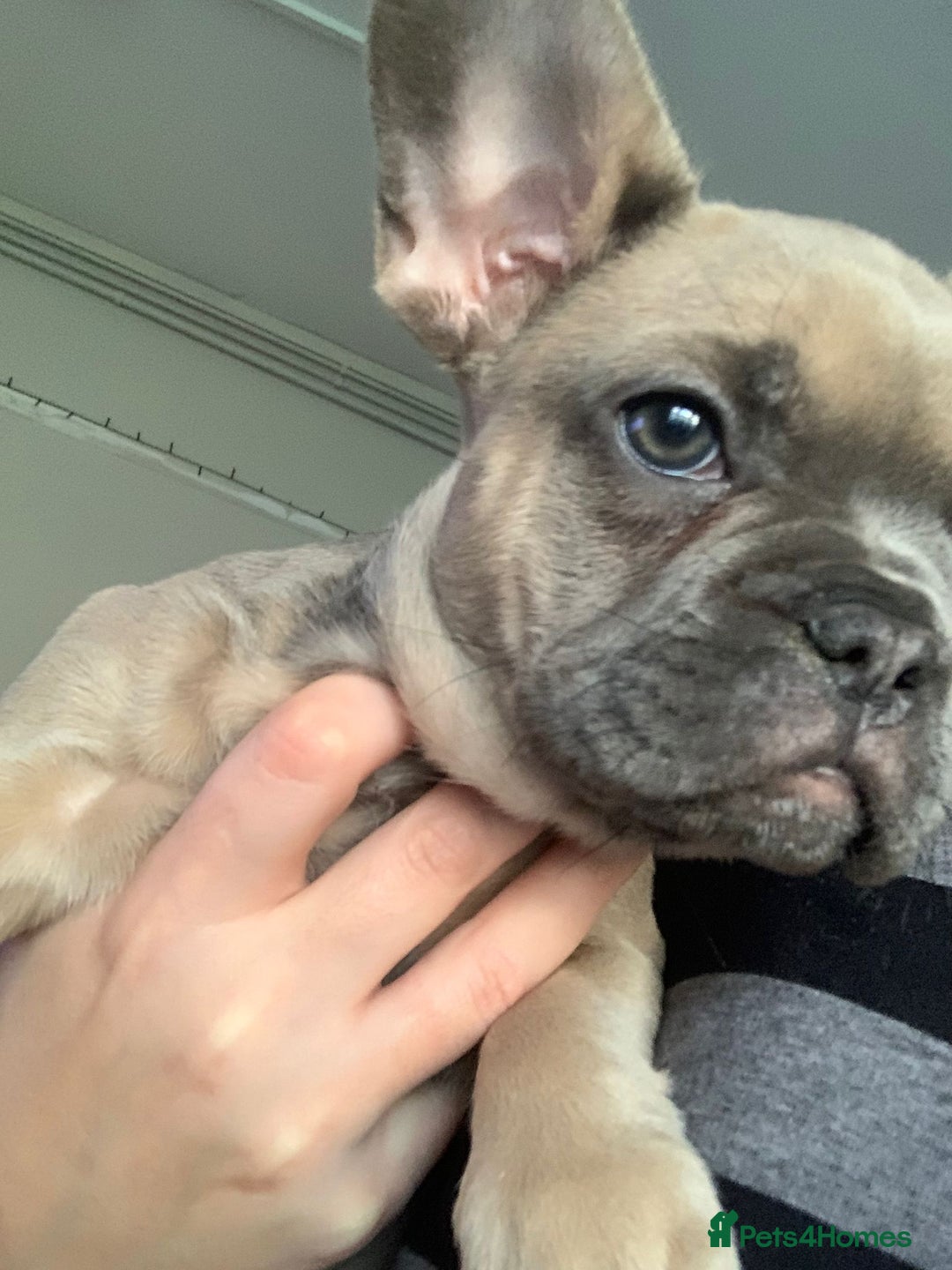 Pug dogs for stud: KC Reg Proven French Bulldog Lilac & Tan For Stud in Colchester - Image 25