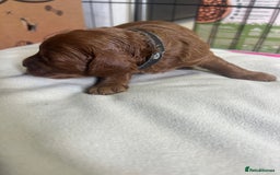 Cavapoo dogs for sale: 7 gorgeous F1b Cavapoo Puppies (4 girls & 3 boys)  - Image 19
