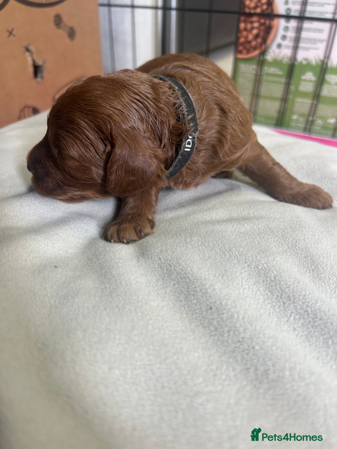 Cavapoo dogs for sale: 7 gorgeous F1b Cavapoo Puppies (4 girls & 3 boys)  - Image 19