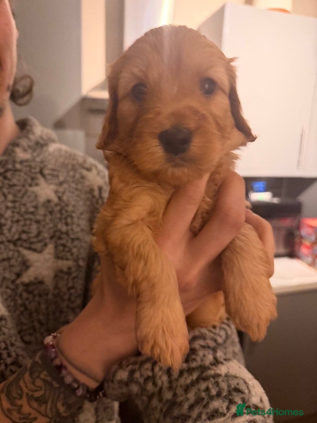 Cockapoo dogs for sale: Cockapoo pups - Advert 4