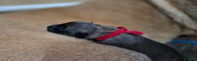 Red collar girl