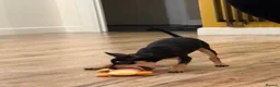 Miniature Pinscher dogs for sale: Miniature Pinscher 10 weeks - Rehome - Advert 4