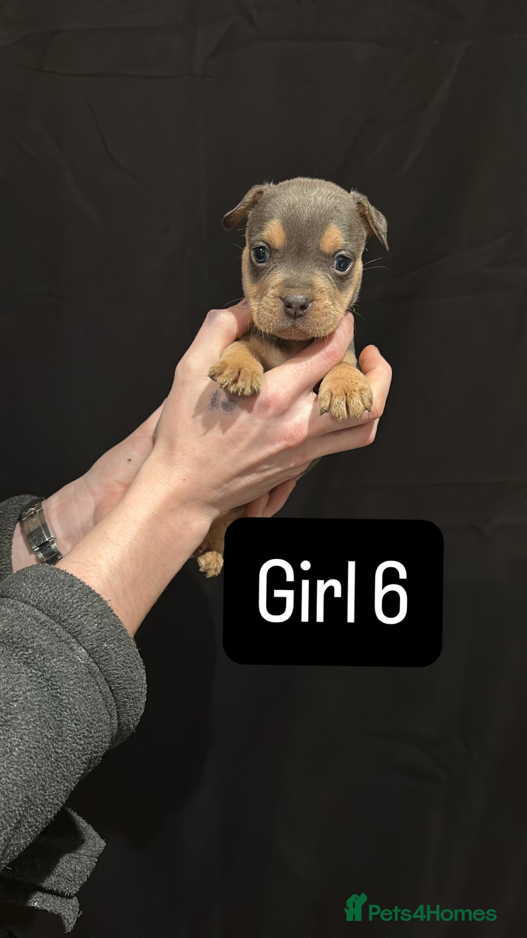 American Bulldog dogs for sale: Pocket bully’s  - Advert 17