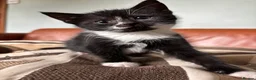 Mixed Breed cats for sale: 7 black and white kittens looking for forever home - Advert 5