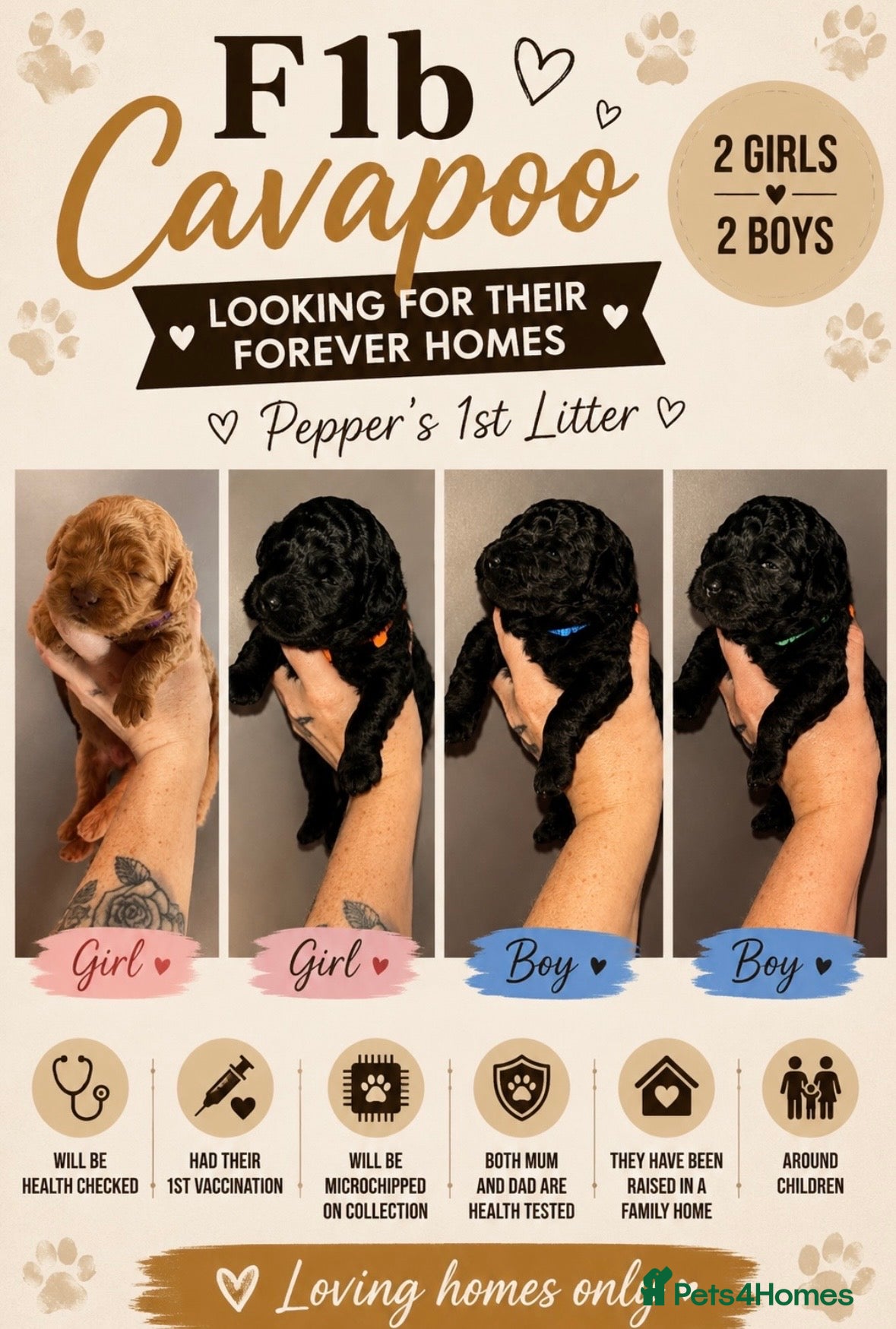 Cavapoo dogs F1b Toy Cavapoo pups - Advert 1