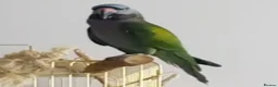 Parrots birds for sale: Baby Derbyan tamed talking parrot  - Advert 5