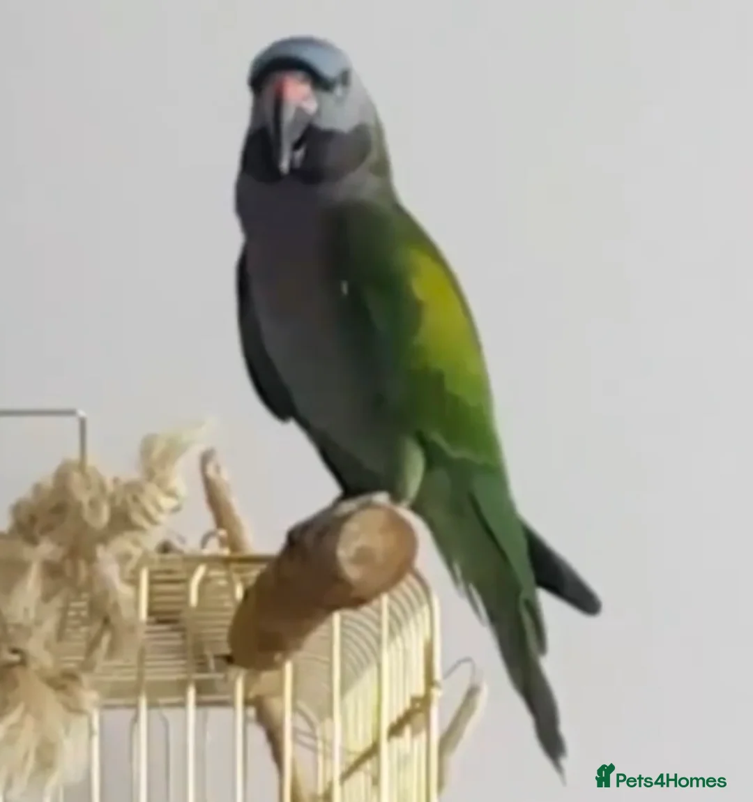 Parrots birds for sale: Baby Derbyan tamed talking parrot  - Advert 5