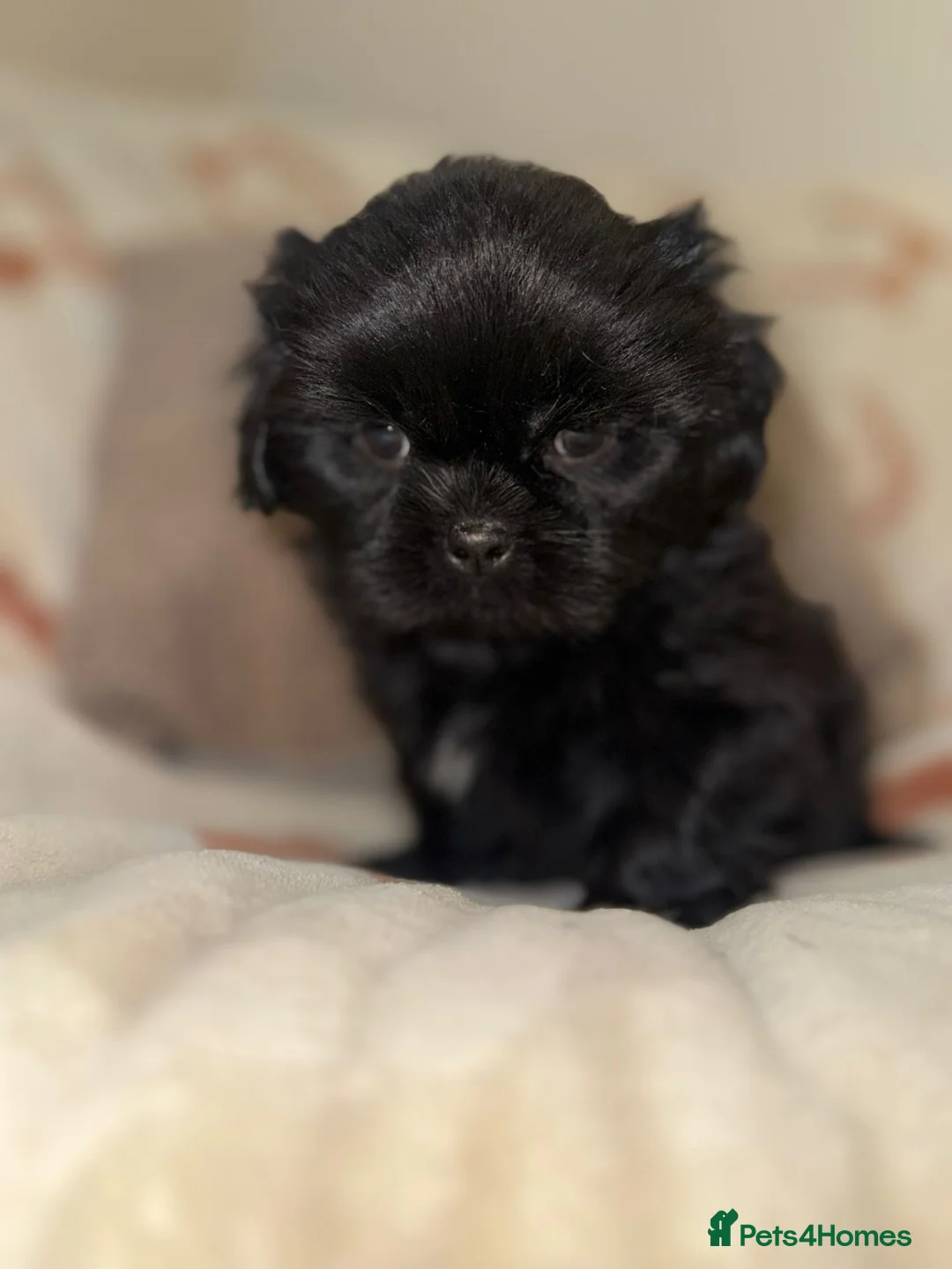 Shih Tzu dogs for sale: Stunning Black Shih Tzu Puppies - Advert 27