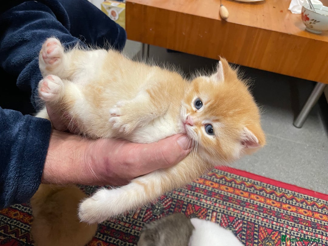British Shorthair cats for sale: Adorable golden kittens - Advert 10