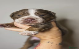 Olde English Bulldogge dogs for sale: The BEST visual fluffy oebs available ⭐️  - Image 15