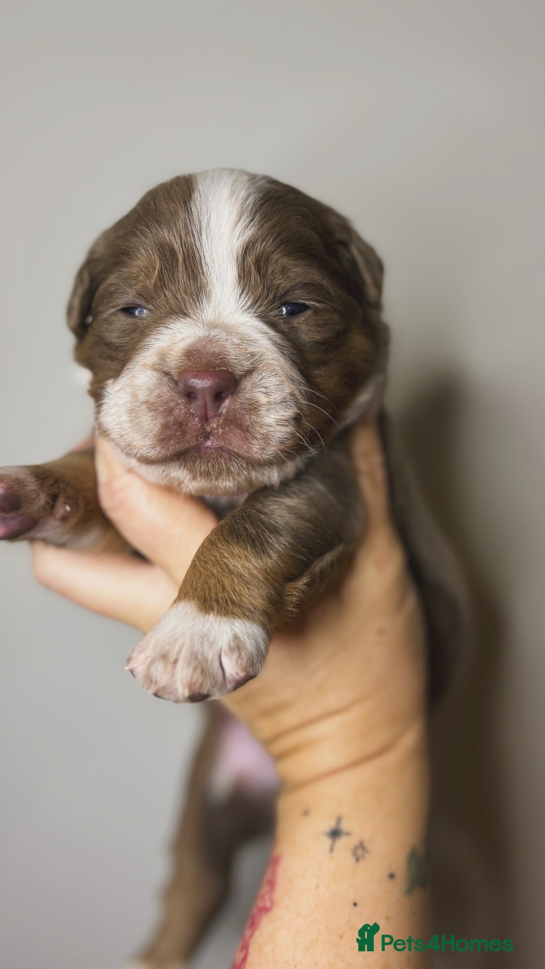 Olde English Bulldogge dogs for sale: The BEST visual fluffy oebs available ⭐️  - Image 15