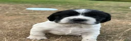 English Springer Spaniel dogs for sale: KC registered family friendly Springer Spaniels - Advert 6