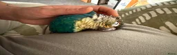 Conures birds for sale: Green Cheek Conure Looking for His Forever Home - Advert 25