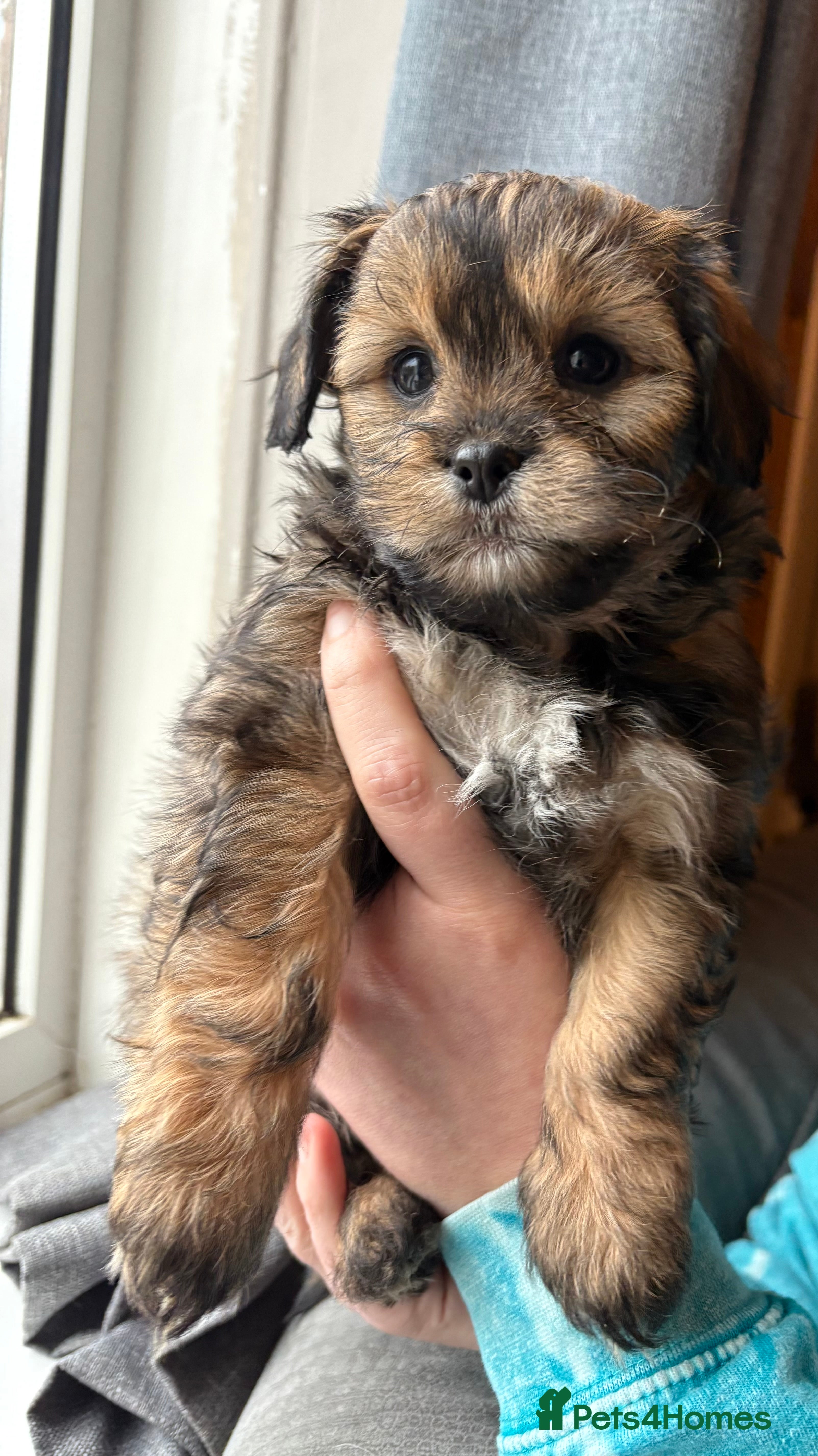 Lhasapoo dogs Lhasapoo puppies 🧸Ready now! - Advert 1