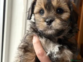 Lhasapoo dogs Lhasapoo puppies 🧸Ready now! - Advert 1
