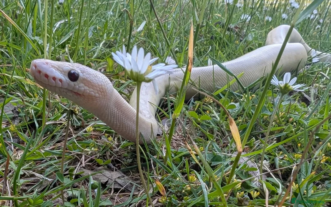 Python Snake reptiles for sale: Super pastel butter royal python - Advert 14