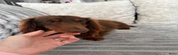 Miniature Dachshund dogs for stud:  Stunning chocolate and tan long haired boy stud - Advert 7