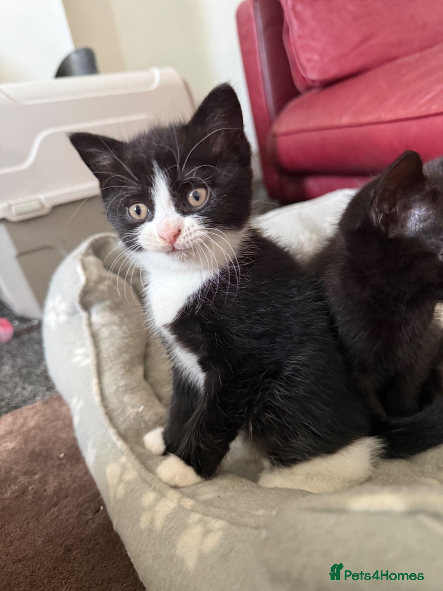 Bombay cats Beautiful Bombay x BSH Tuxedo Kittens - Advert 6