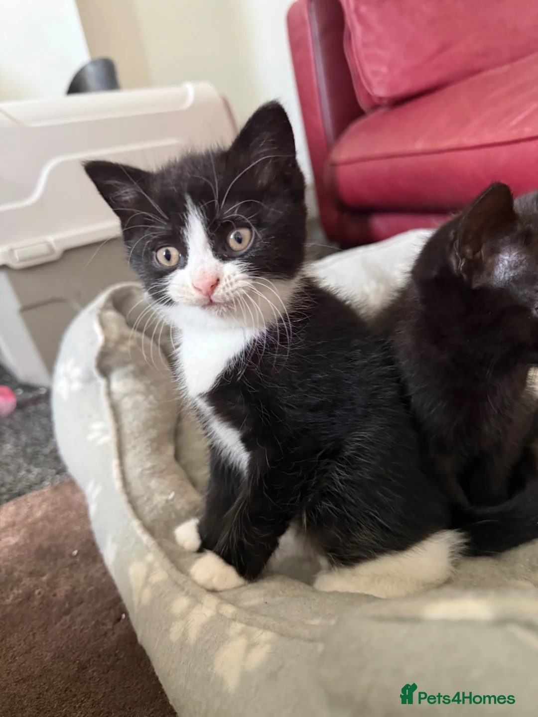 Bombay cats for sale: Beautiful Bombay x BSH Tuxedo Kittens - Advert 2
