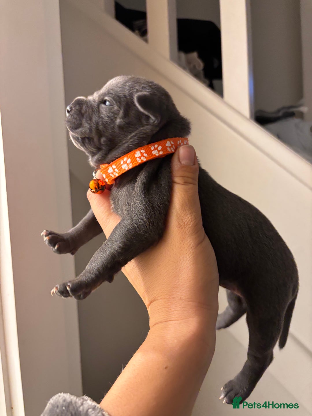 Staffordshire Bull Terrier dogs for sale: Beautiful Blue Stafford bullterriers - Image 17