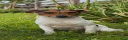 Jack Russell dogs for sale: Lilly - Jack Russel  - Advert 2