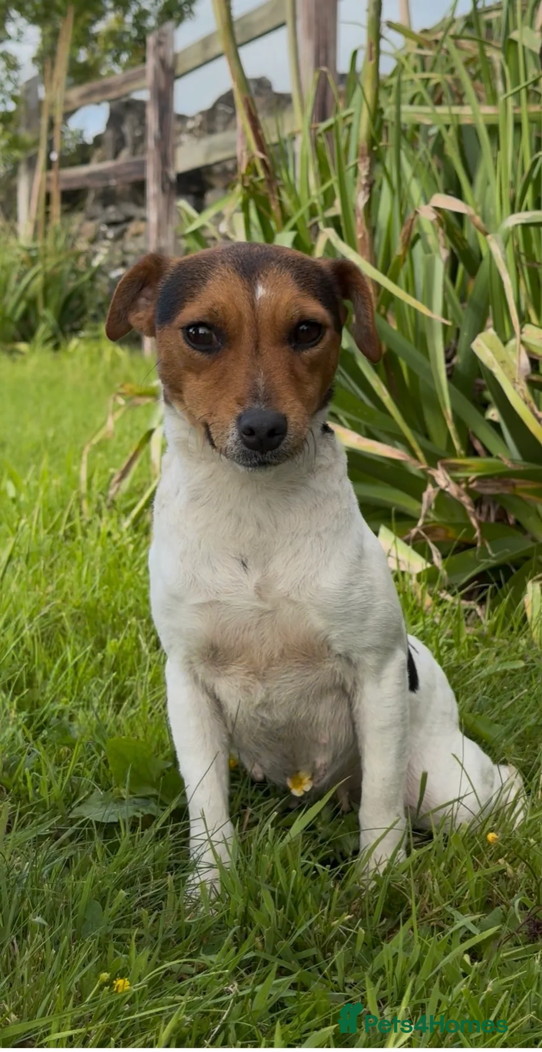 Jack Russell dogs for sale: Lilly - Jack Russel  - Advert 2