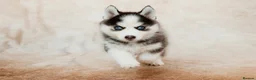 Pomsky dogs for sale: F3 Pomsky Puppies - all blue eyed  - Advert 20