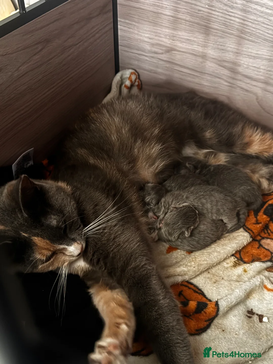 Mixed Breed cats for sale: Scottish fold cross Calico Boy  - Advert 5